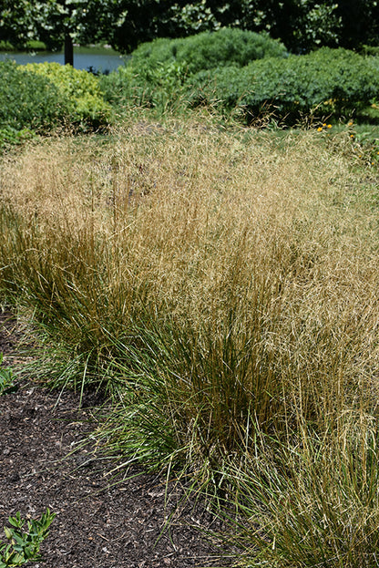 Tufted-Hair-Grass