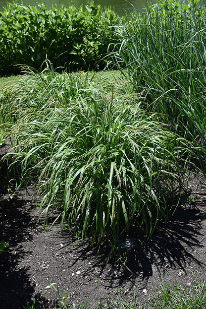 Cape Breeze Switch Grass
