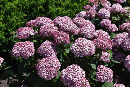 Incrediball®-Blush-Smooth-Hydrangea