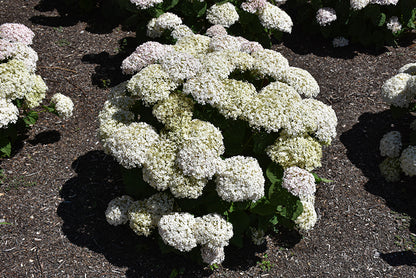 Invincibelle Wee White® Hydrangea
