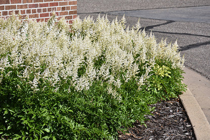 Visions in White Chinese Astilbe