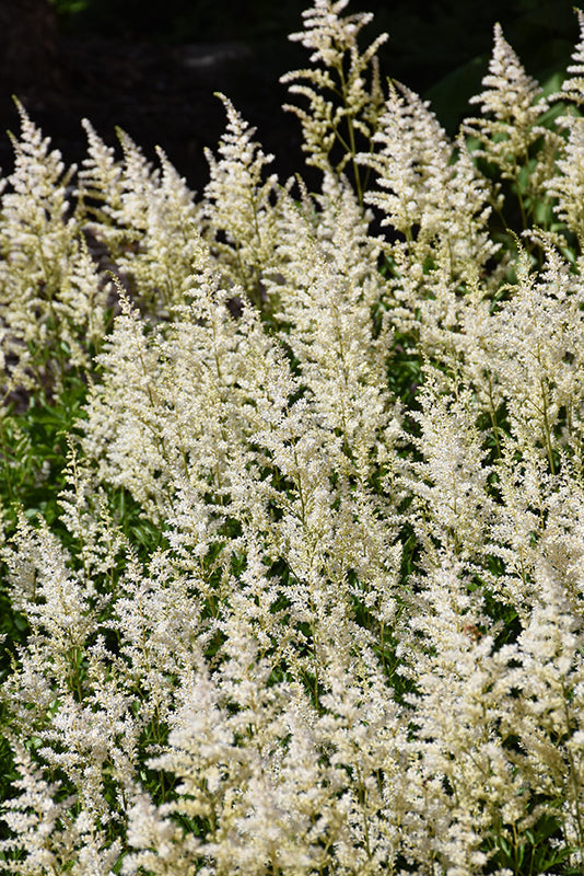 Visions in White Delight Chinese Astilbe