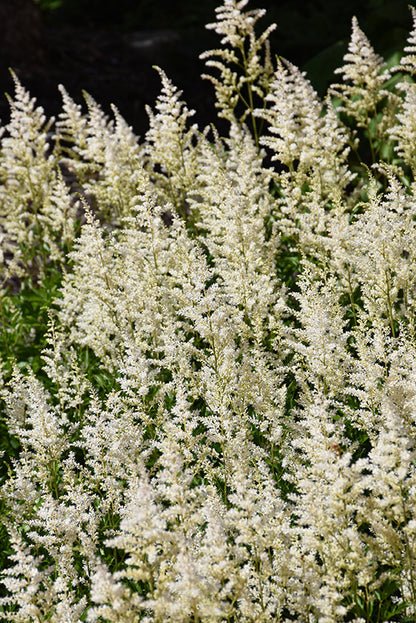 Visions-in-White-Chinese-Astilbe