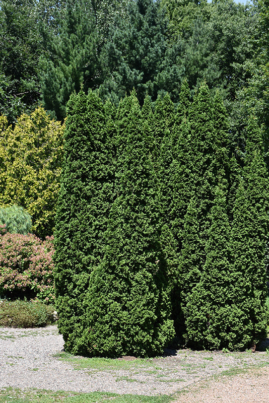 Nigra Arborvitae | Fast Growing Evergreen for Privacy Screens