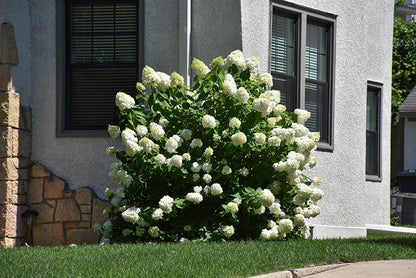 Limelight Prime® Hydrangea