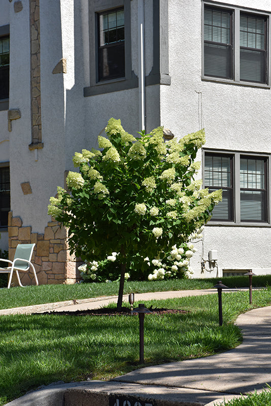 Limelight-Prime®-Hydrangea-(Standard-Tree-Form)