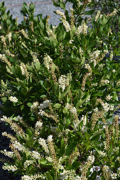 Sugartina® Crystalina Clethra