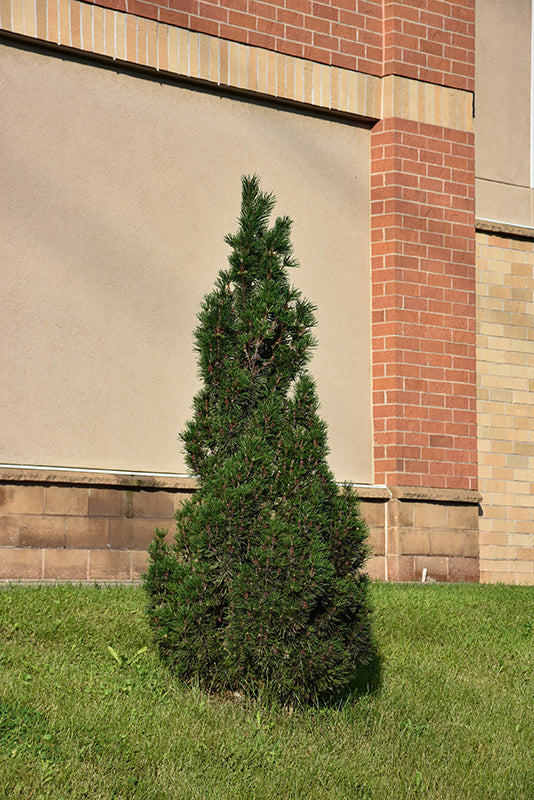 Frank's Austrian Pine