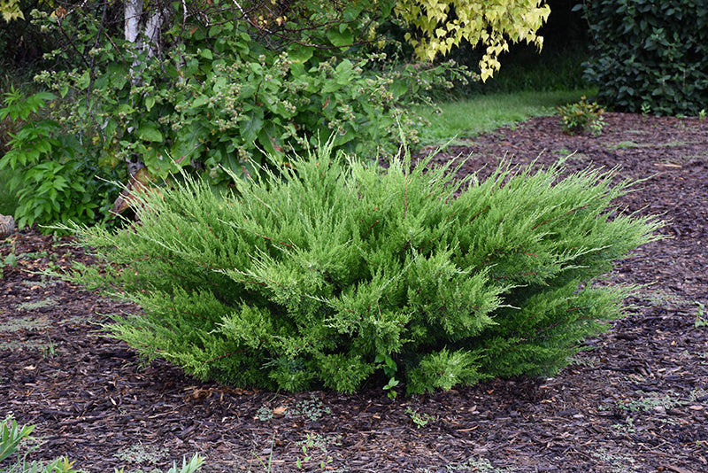 Sea-Green-Juniper