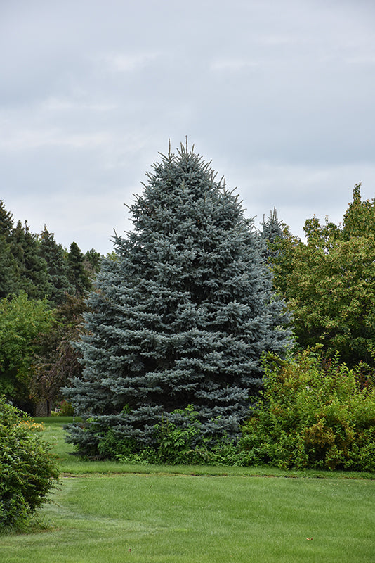 Pro Spruce Fat Albert Blue Spruce for Sale | Pro Growers of New England – Pro ...