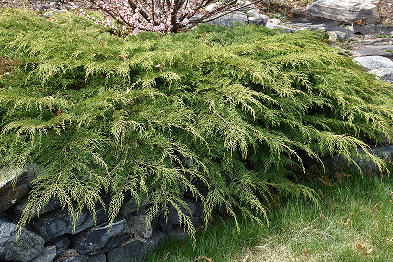 Celtic-Pride®-Siberian-Cypress