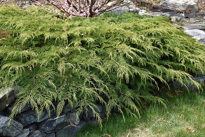 Celtic-Pride®-Siberian-Cypress