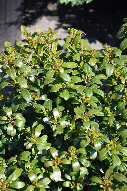 Strongbox® Inkberry Holly