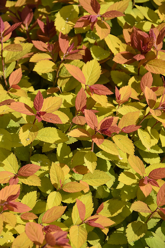 Double-Play-Big-Bang®-Spirea