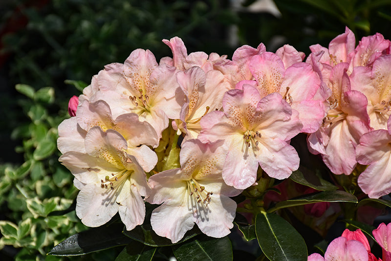 Percy Wiseman Rhododendron