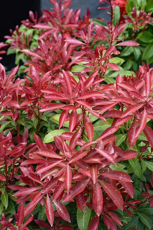 Mountain-Fire-Japanese-Pieris