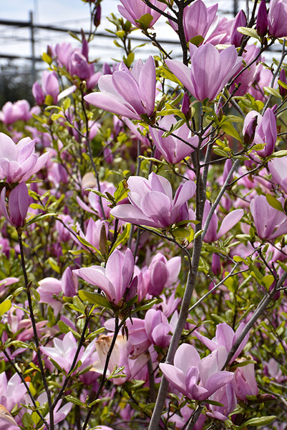 Jane Magnolia
