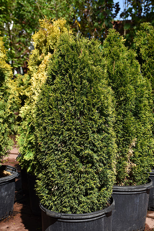 Emerald Petite® Arborvitae