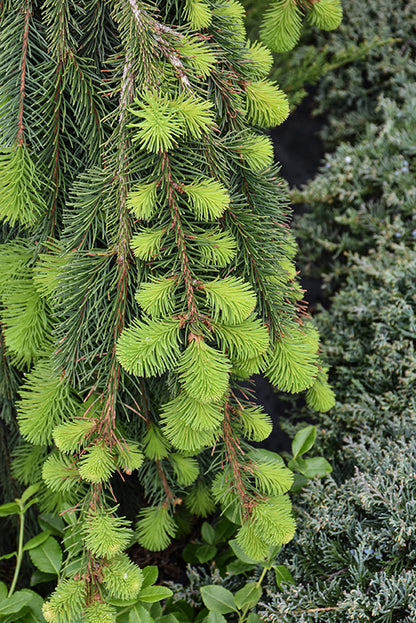 Weeping Norway Spruce