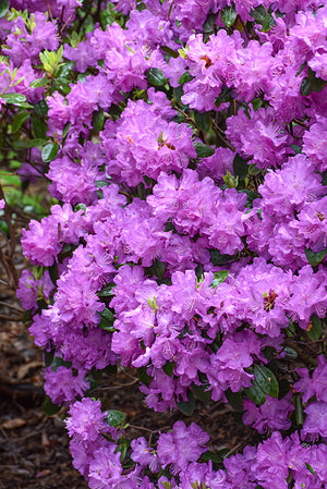 Rhododendron