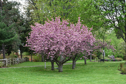Kwanzan Cherry