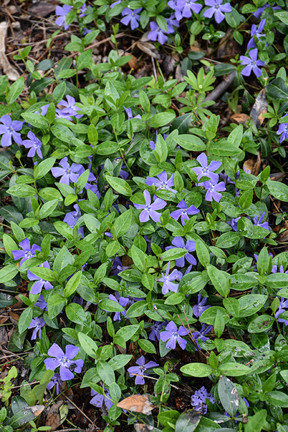 Common Periwinkle