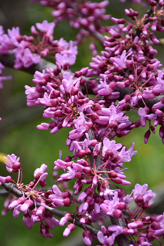 Northern-Herald®-Redbud