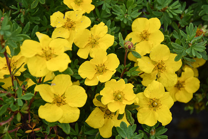 Happy-Face®-Yellow-Potentilla