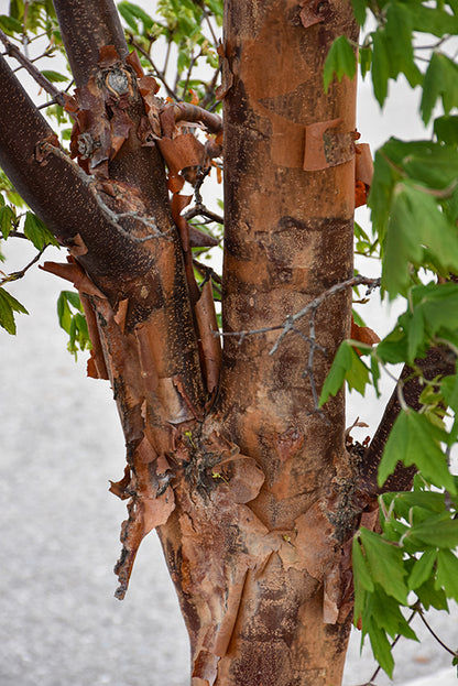 Paperbark Maple