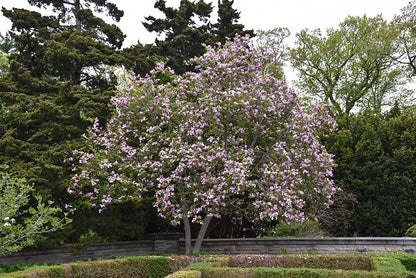 Jane Magnolia