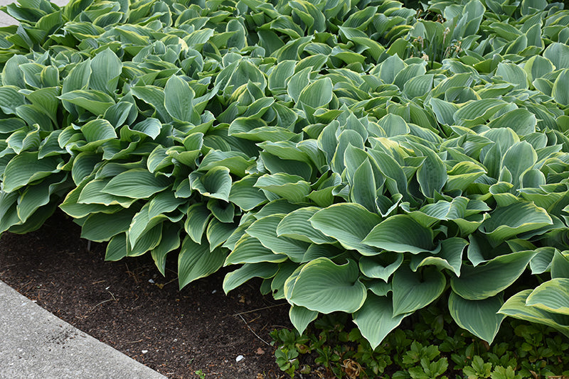 Regal-Splendor-Hosta