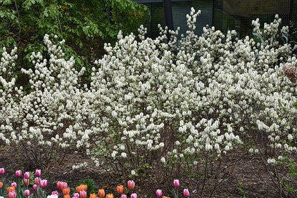 Mt. Airy Fothergilla