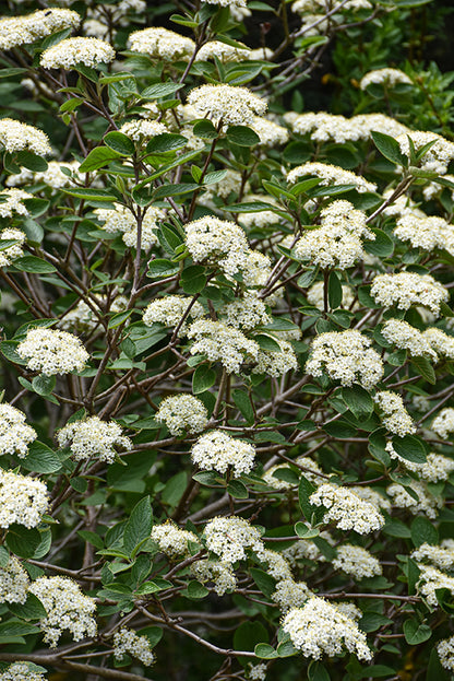 Alleghany-Viburnum