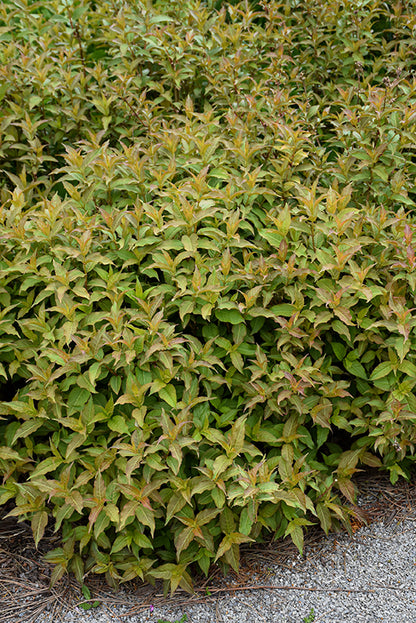 Kodiak® Orange Bush Honeysuckle