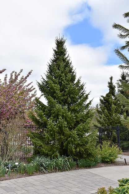 Serbian-Spruce