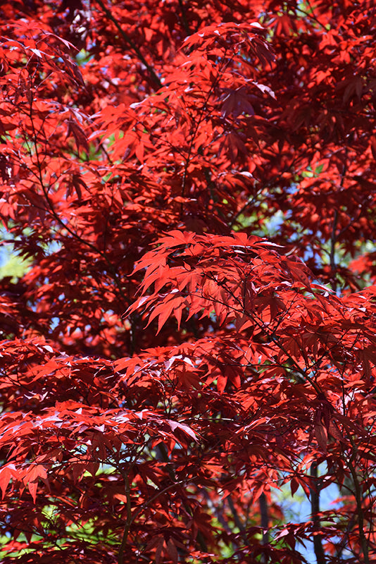 Emperor-I-Japanese-Maple