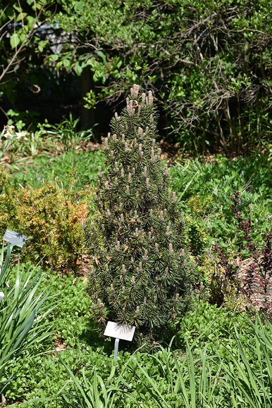 Frank's-Austrian-Pine