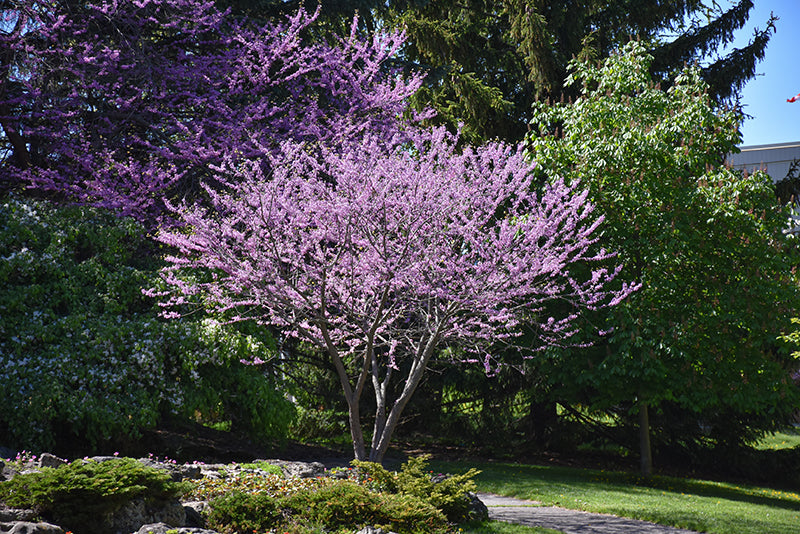 Eastern-Redbud