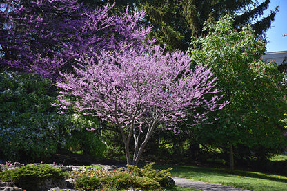 Eastern-Redbud