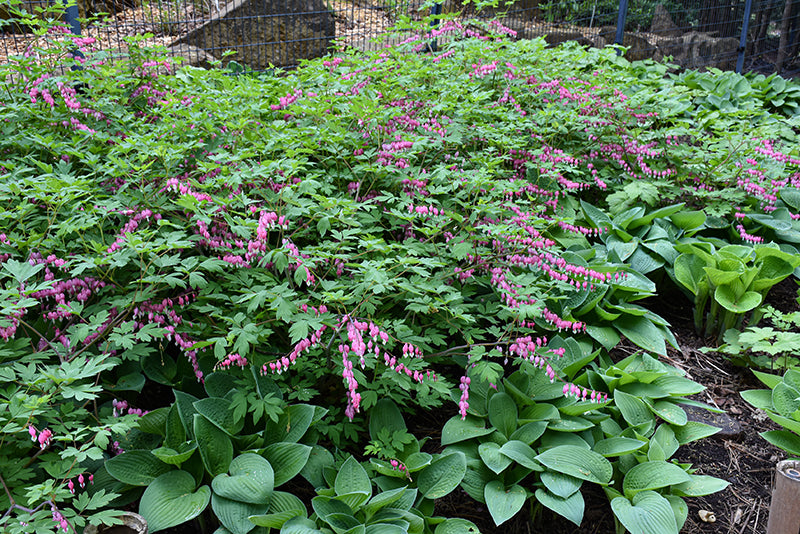Bleeding Hearts (#1)