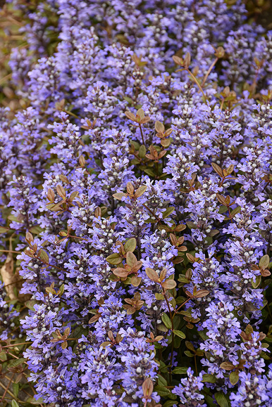 Chocolate-Chip-Bugleweed