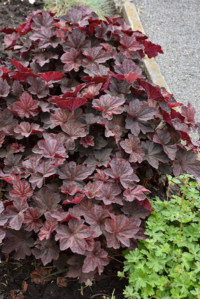 Palace-Purple-Coral-Bells