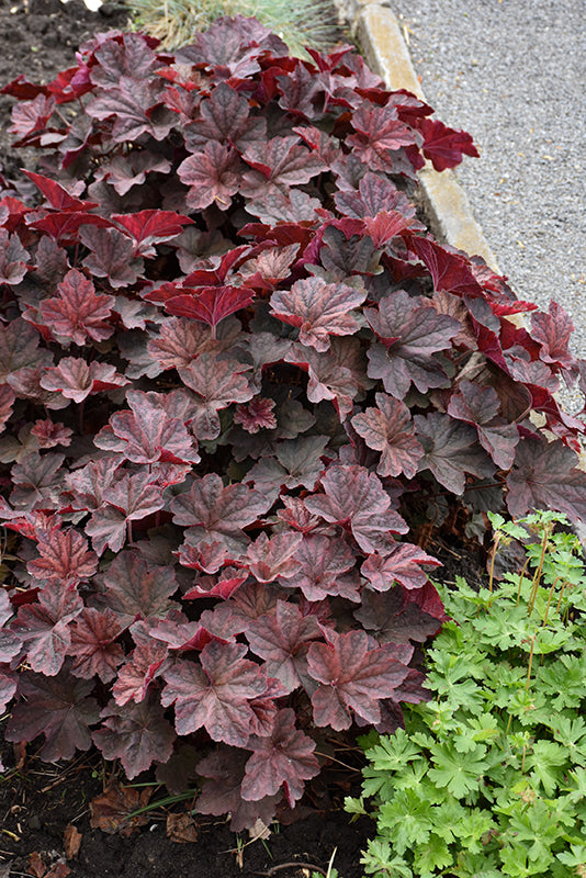 Palace-Purple-Coral-Bells