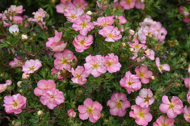 Happy Face Hearts® Potentilla