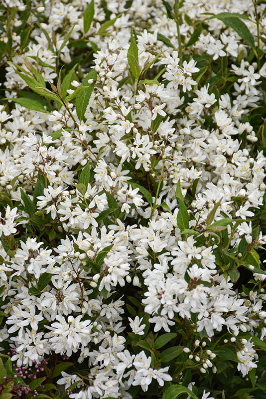 Yuki Snowflake® Deutzia