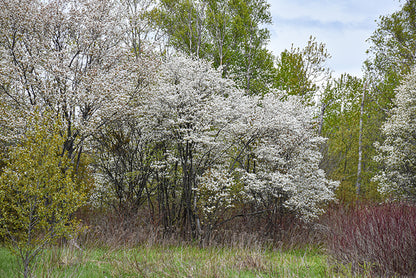 Allegheny Serviceberry