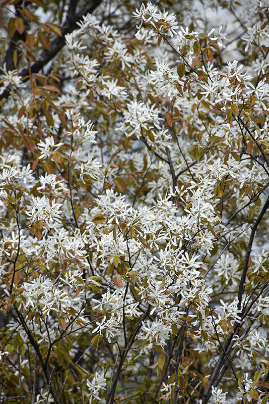 Allegheny-Serviceberry