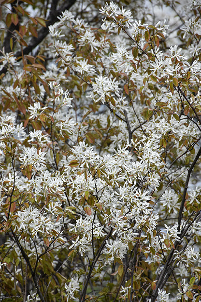 Princess Diana Serviceberry