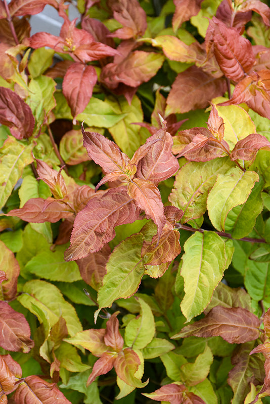 Kodiak® Fresh Bush Honeysuckle