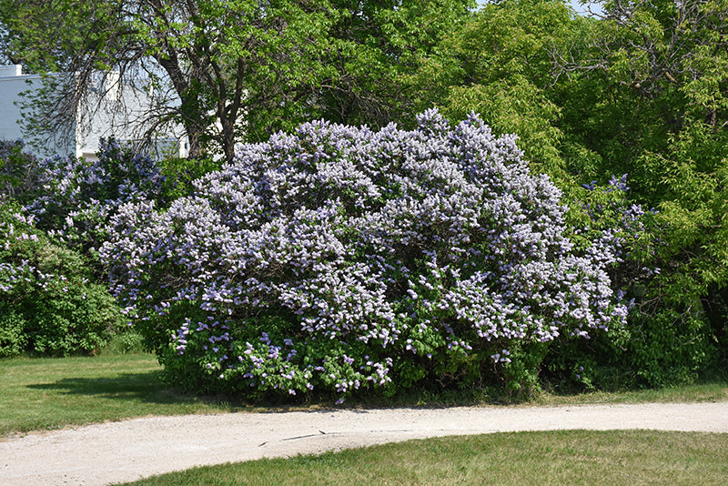 Common Lilac